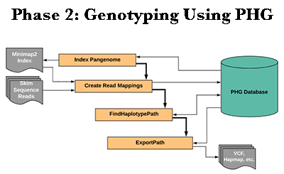 GenotypeUsingPHG.png
